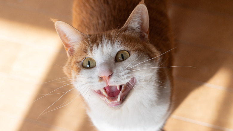 An orange and white cat meowing on a hardwood floor