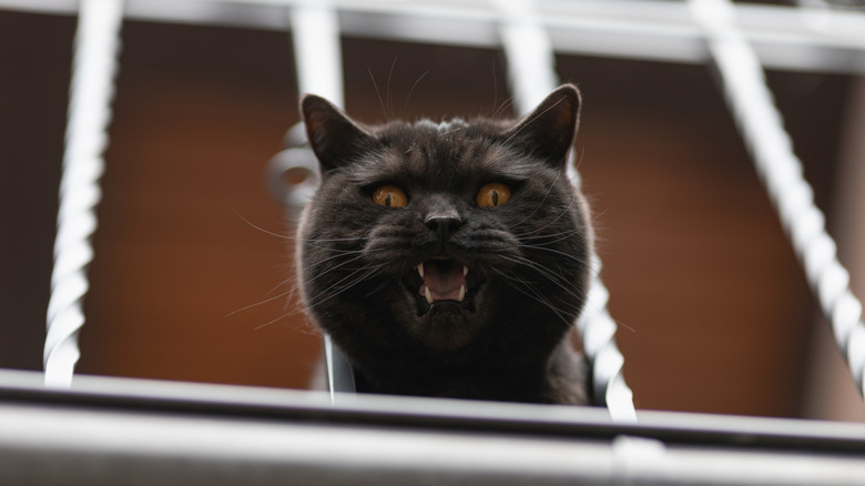 A cat sticking head through railing and meowing