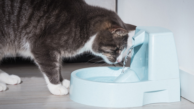 A cat drinks water from fountain