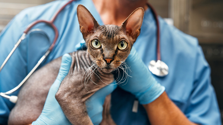 A veterinarian holds a Sphynx cat