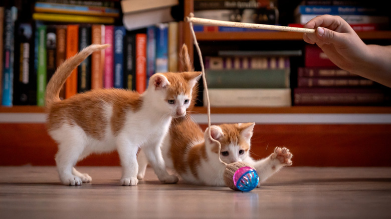 A handle dangles a cat toy before two kittens