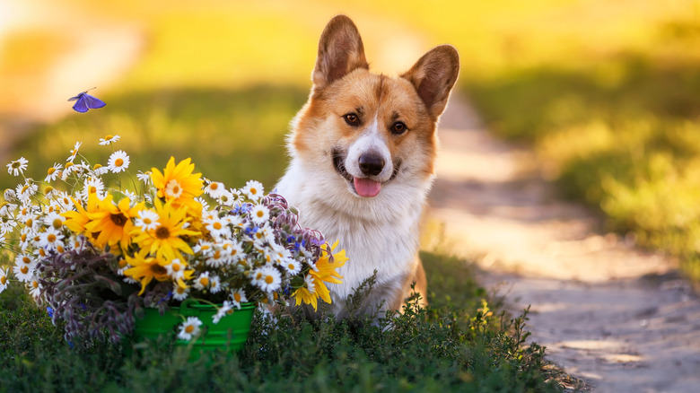 A dog sitting near a bucket containing daisies and other flowers