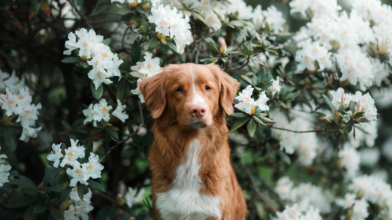 Portrait of a dog on a white flowers background