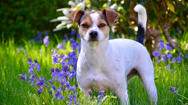 A Danish-Swedish Farmdog stands in a field