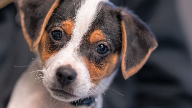 A DSF puppy looking at the camera