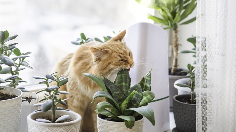 A cat surrounded by tasty houseplants