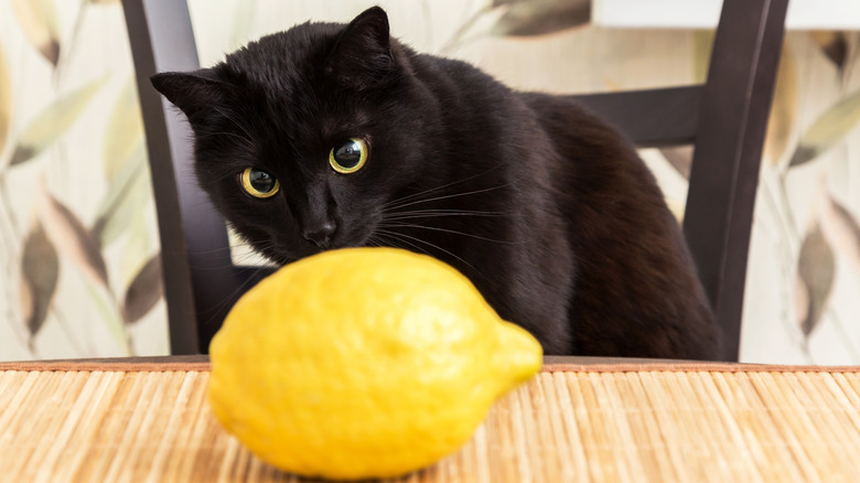 A cat examines a lemon