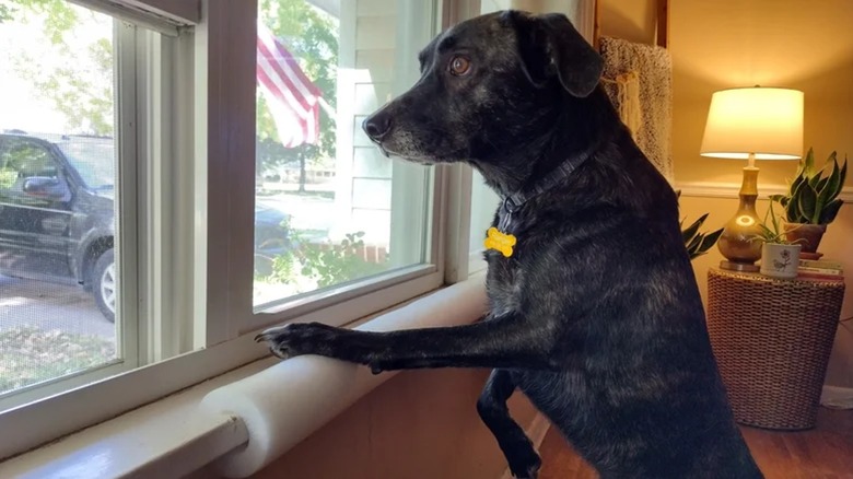 dog with paw on pool noodle windowsill protector