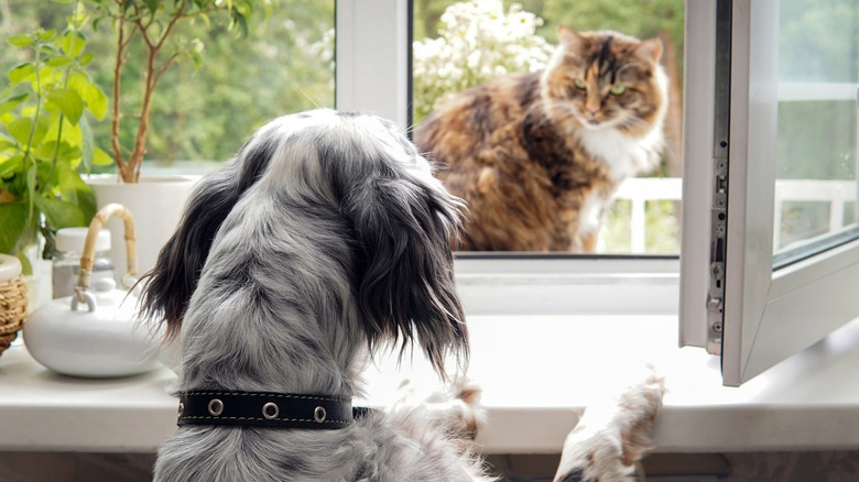 A dog on the windowsill to meet a cat