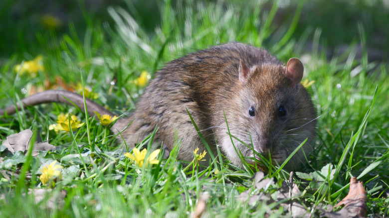 A brown rat in a yard