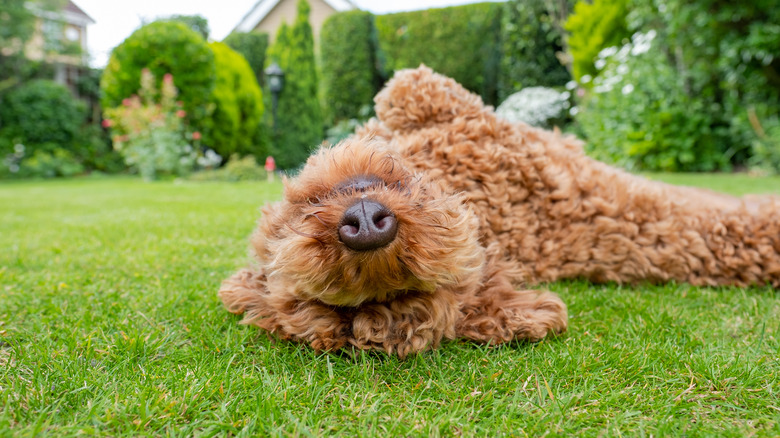 A Poodle mix rolls around on a fresh lawn