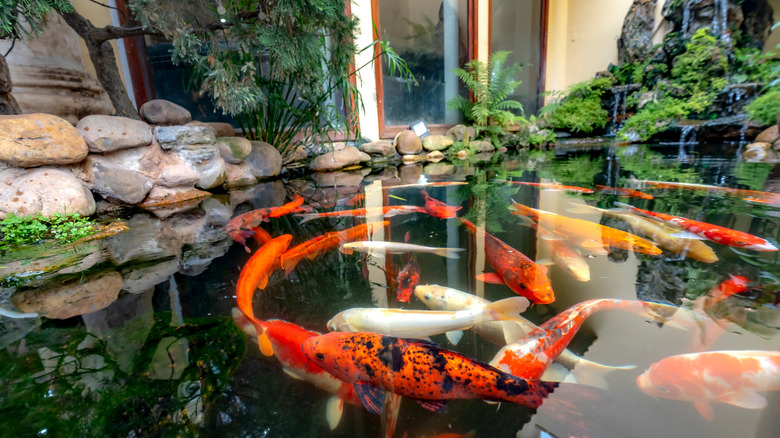 goldfish swimming in Koi pond