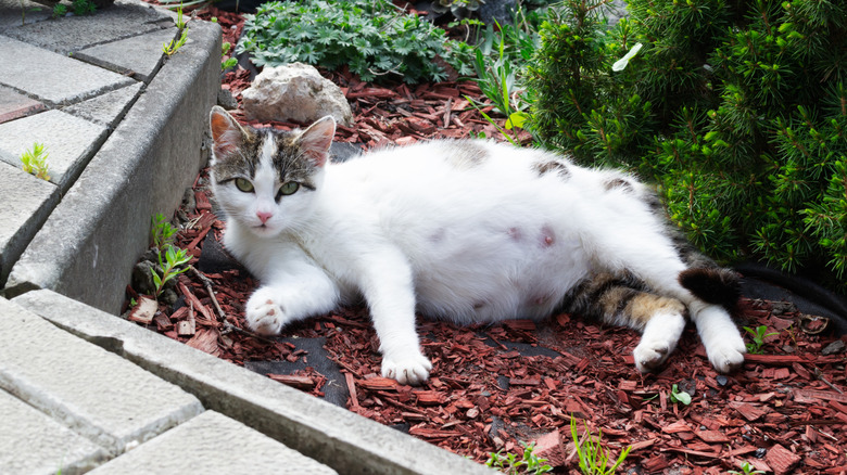 Pregnant cat lying on ground outside