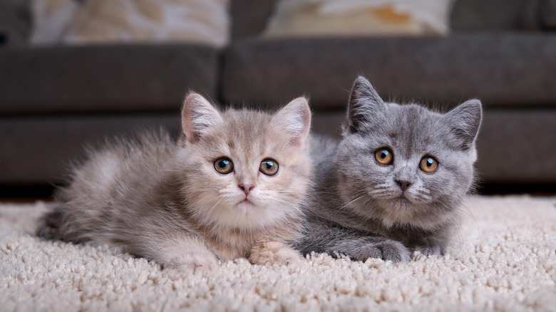 Two British long-haired kittens