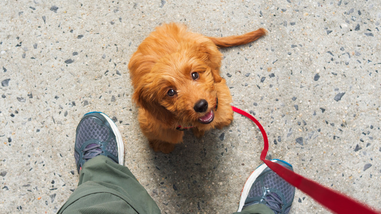 Dog sitting at owner's feet, looking up at them