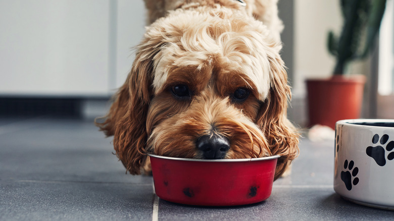 dog eating kibble from their bowl