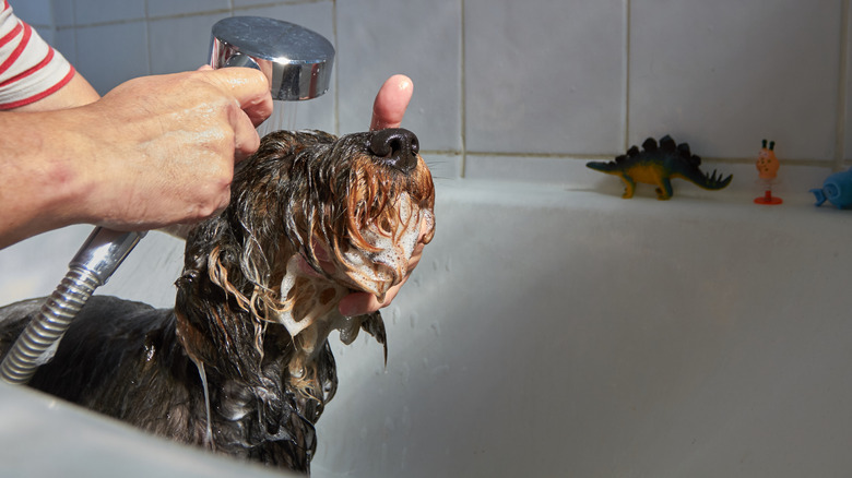 a person bathing their dog