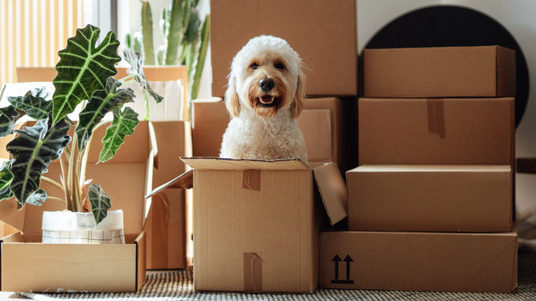 dog sitting among moving boxes