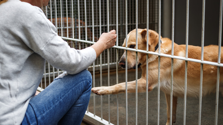 person interacting with a dog at the shelter