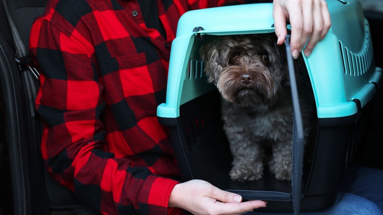 dog traveling in dog carrier