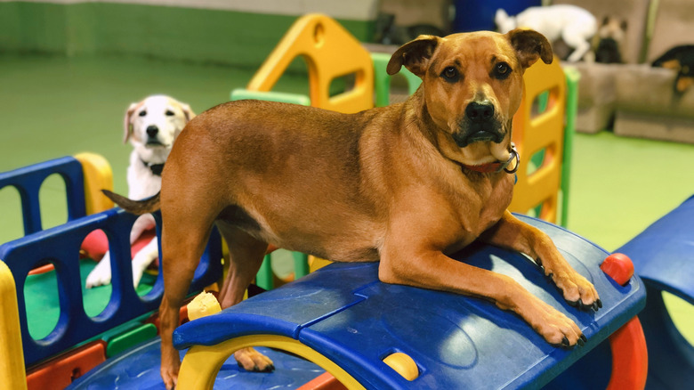 dog playing on play equipment at doggy daycare