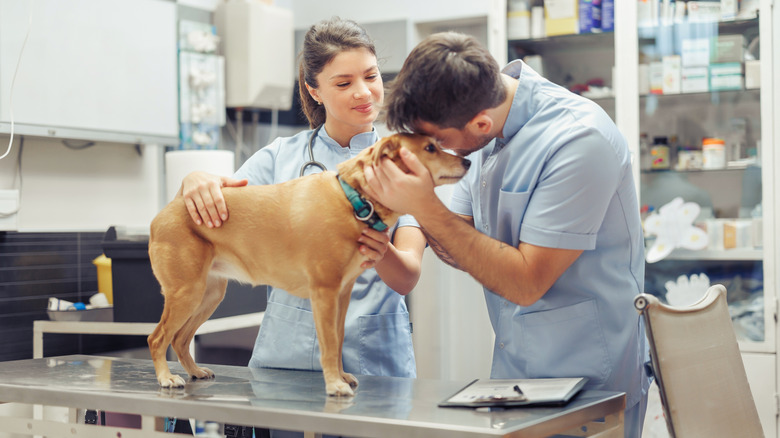 vet hugging a nervous dog