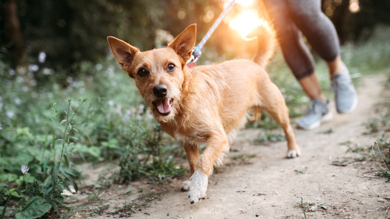 dog going for a walk on the leash