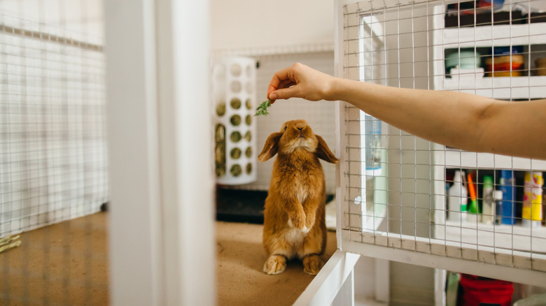 A rabbit being fed a snack in their hutch