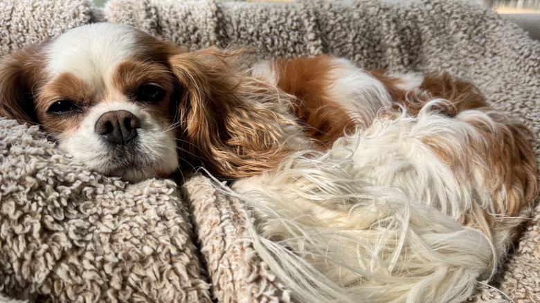 A red and white Cavalier King Charles spaniel lounges on a blanket