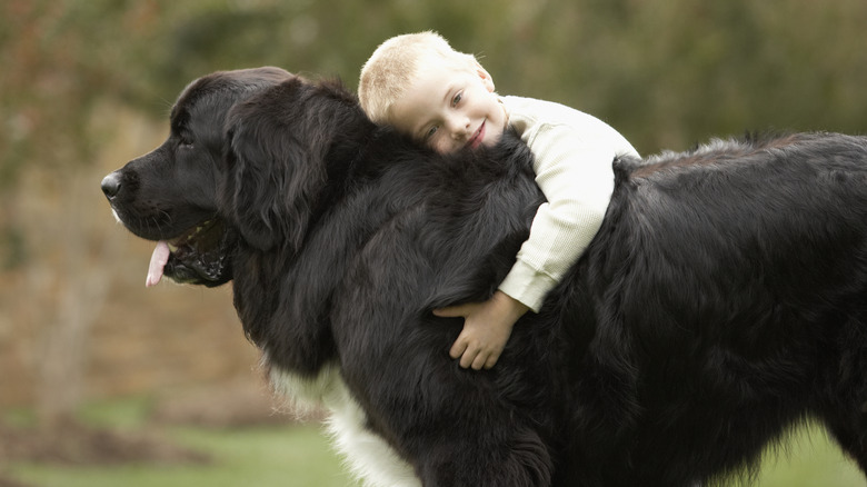 A Newfoundland stands while a young child leans on their back and hugs them