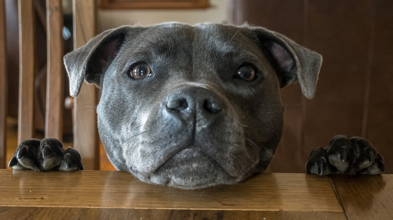 A Staffordshire bull terrier's head and paws peek over the top of a wooden table