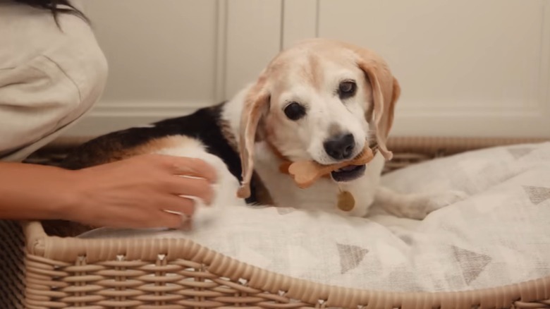 Meghan Markle, Duchess of Sussex, gives a treat to her dog Guy as he lies in a dog bed