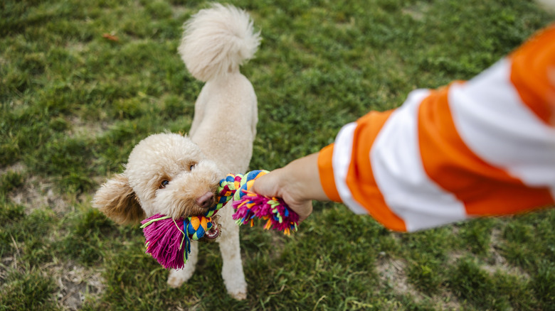 A poodle playing tug-of-war.