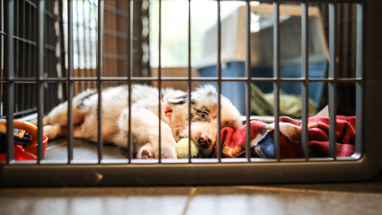 A puppy in their crate.