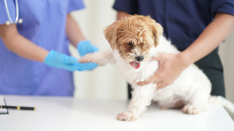 A puppy being examined by two vets.