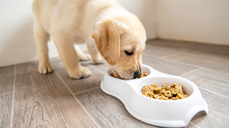 A Labrador retriever puppy eating.