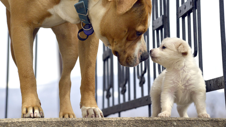 A pitbull meeting a poodle puppy.