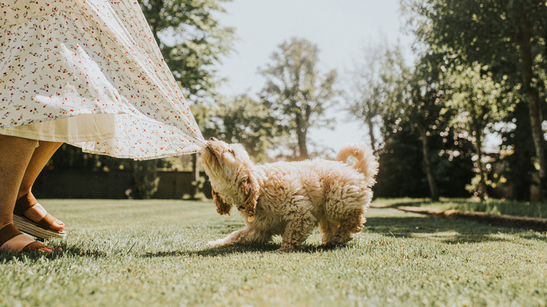 A puppy pulling on its owner's dress.