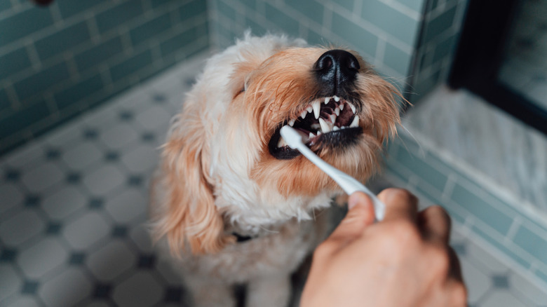 A dog getting their teeth brushed.