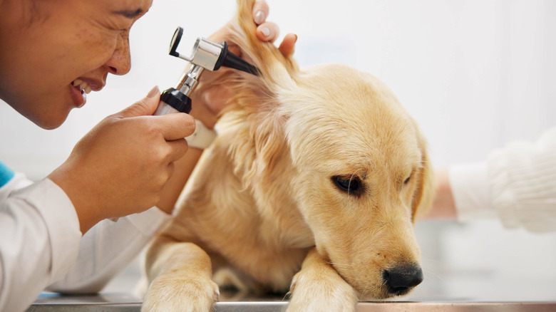 A puppy being examined at the vet.