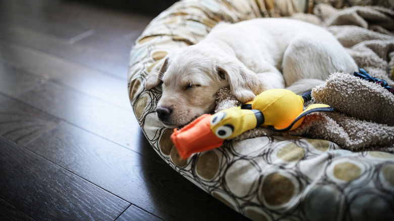 A puppy sleeping beside a toy.