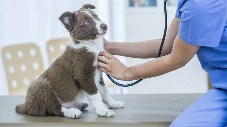 A puppy being examined at the vet.