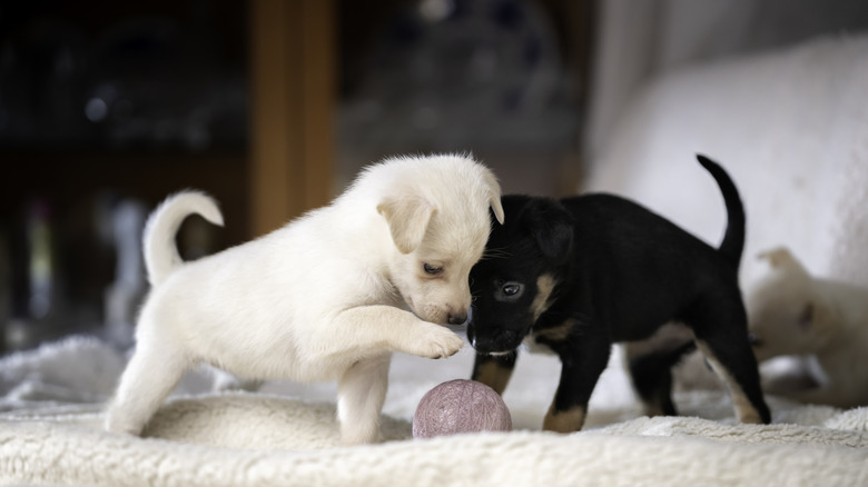 Small puppies playing with a ball.