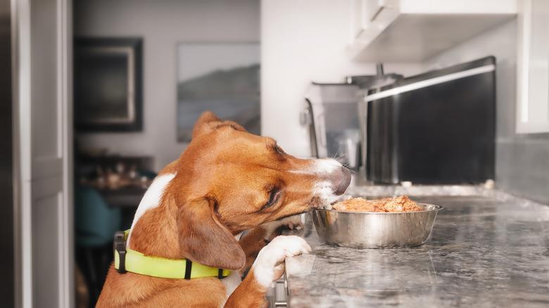 A dog stealing food from the kitchen counter.