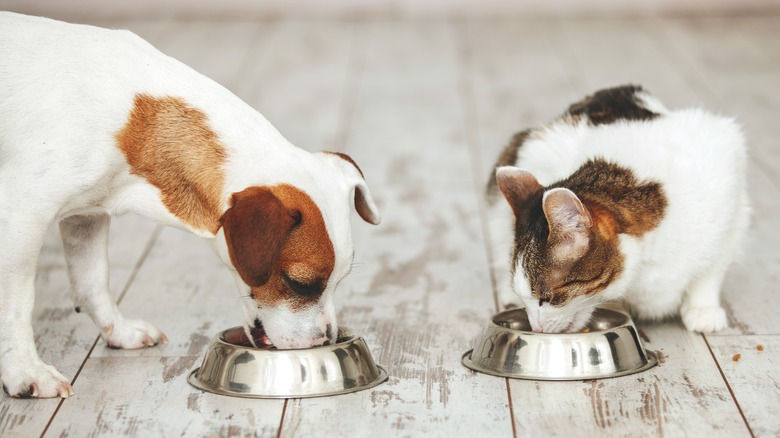 A small dog and a cat eating food side by side