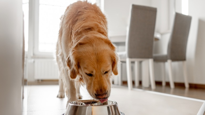 A golden retriever licking its lips while looking at a food bowl