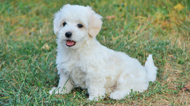 A Maltipoo puppy sitting in a yard