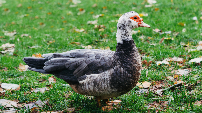 Muscovy duck female walking outside on grass