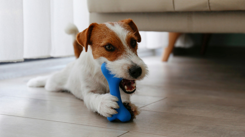 Jack Russell Terrier with chew toy