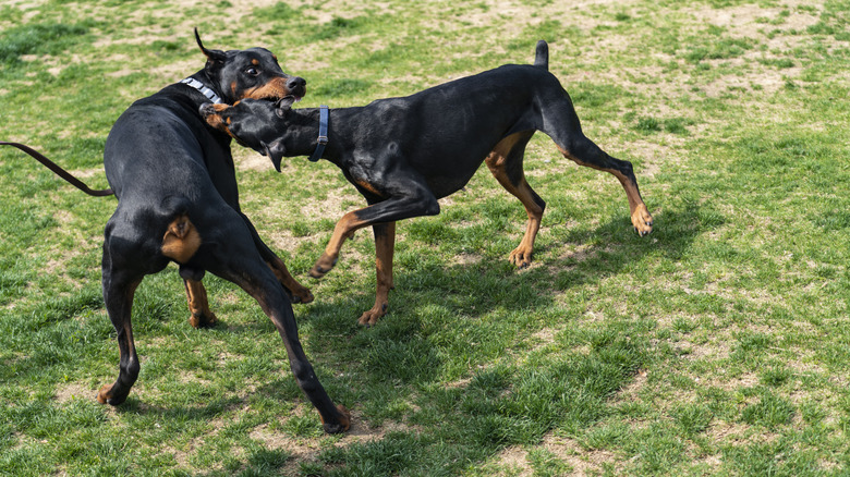 Two dobermans playing